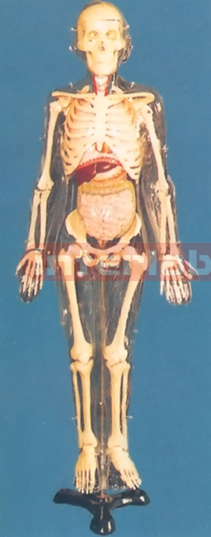 ADULT, MALE TRANSPARENT SKELETON VISIBLE AND DISSECTIBLE INNER ORGANS WITH STAND